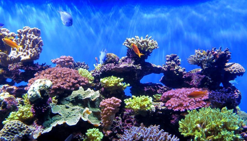 Chasing Coral
