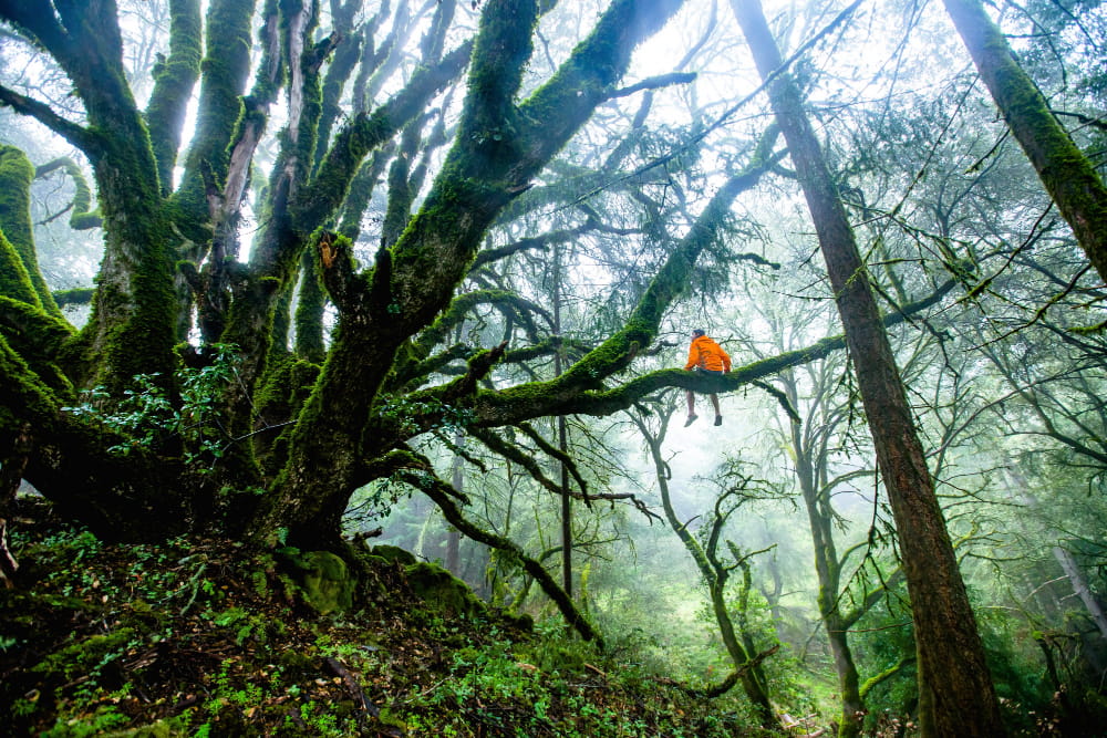 The Forest Is Alive - The Hidden Network Beneath Our Feet
