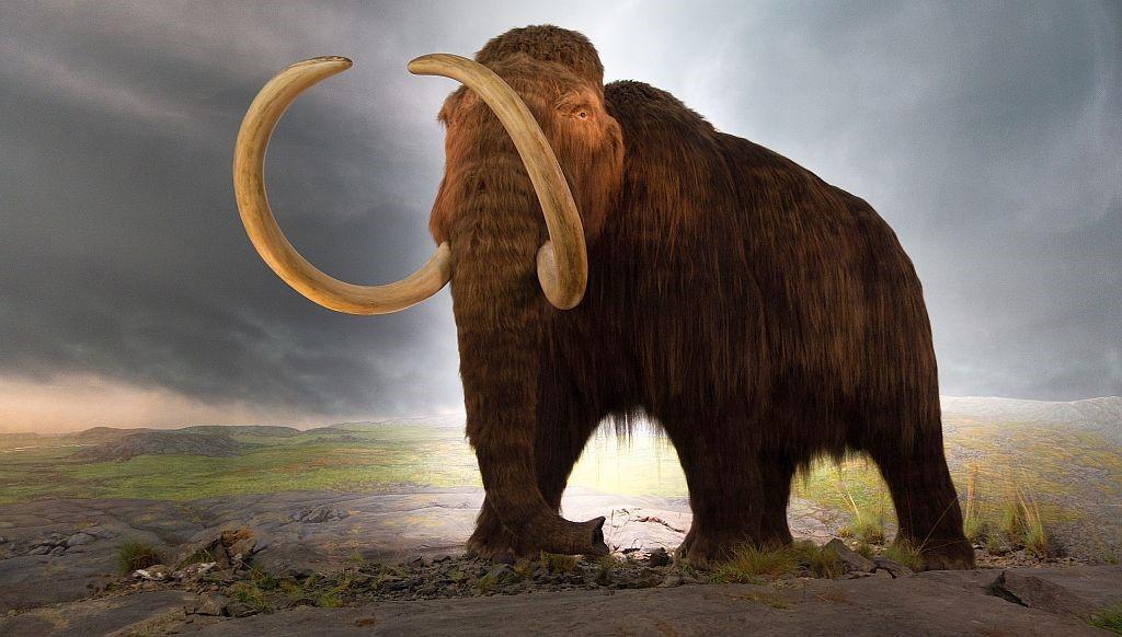 The Mission to Resurrect the Woolly Mammoth